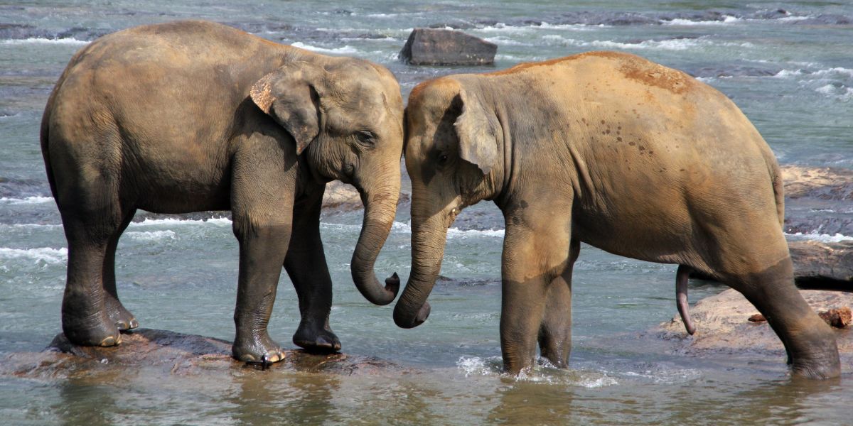 A Comprehensive Guide to the UK Visa Application Process and Business Travel to Sri Lanka